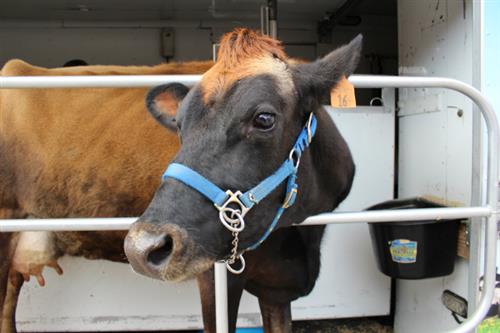 Snickers The Cow 